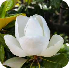 SouthernMagnolieTree